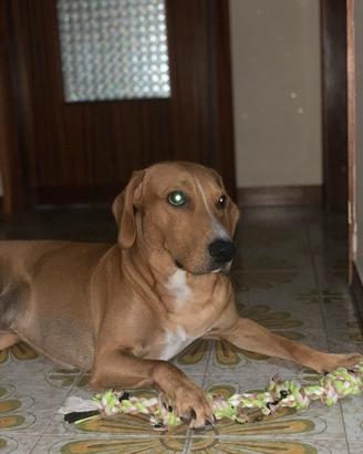 Cane da compagnia