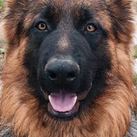 Pastore tedesco puro