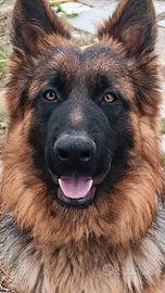 Pastore tedesco puro