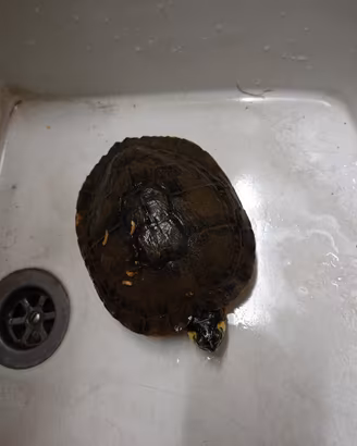 Tartaruga acqua