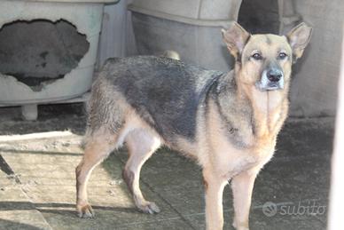 Fata; tutta la dolcezza di un cane circa 6 anni