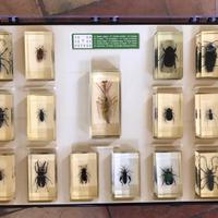 Collezione Insetti in resina