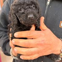 Barboncino nano nero