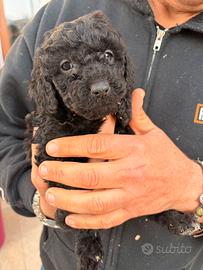 Barboncino nano nero