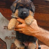 Cuccioli pastore tedesco - allevamento ENCI