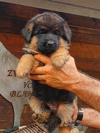 Cuccioli pastore tedesco - allevamento ENCI