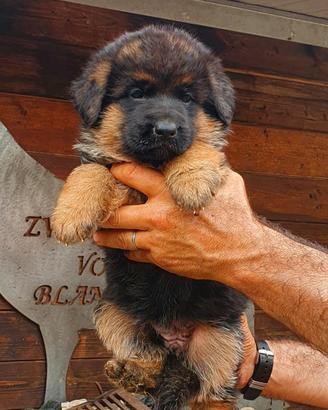 Cuccioli pastore tedesco - allevamento ENCI