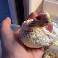 Calopsite allevata a mano