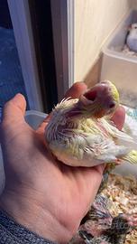 Calopsite allevata a mano