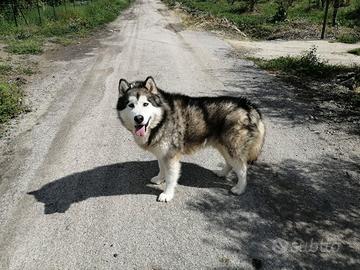 alaskan malamute in adozione 