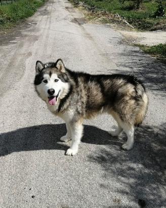 alaskan malamute in adozione 