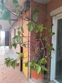 Ficus