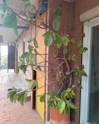 Ficus