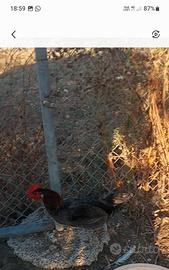 Gallo livornese