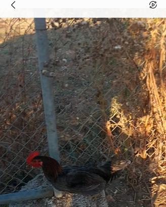 Gallo livornese