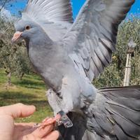 Giovani piccioni da addestrare e già addestrati