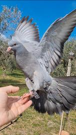 Giovani piccioni da addestrare e già addestrati