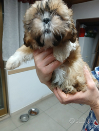 Cuccioli di shitshu