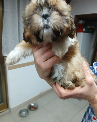 Cuccioli di shitshu