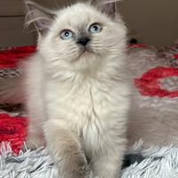 Cuccioli pura razza gatto siberiano ipoallergenico