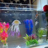 Acquario per pesci