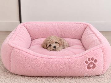 Maltipoo Mini Toy Disponibili Subito