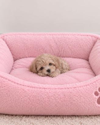 Maltipoo Mini Toy Disponibili Subito