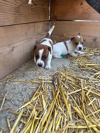 Jack Russell