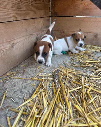 Jack Russell