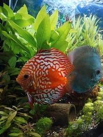 Pesci Discus