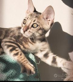 Gatto bengala