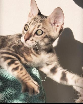 Gatto bengala