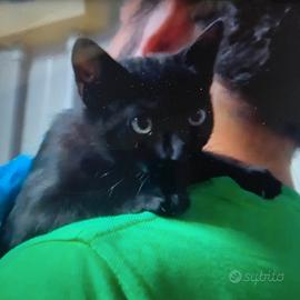 Gattini maschi