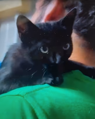 Gattini maschi