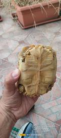 Tartaruga geochelone sulcata