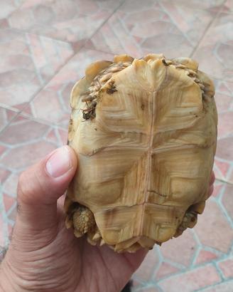 Tartaruga geochelone sulcata