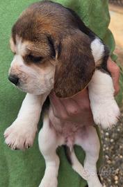 Beagle