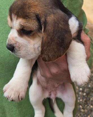 Beagle