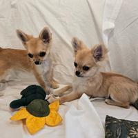 Chihuahua femmina a pelo lungo con pedigree Enci