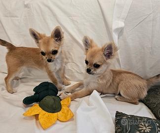 Chihuahua femmina a pelo lungo con pedigree Enci