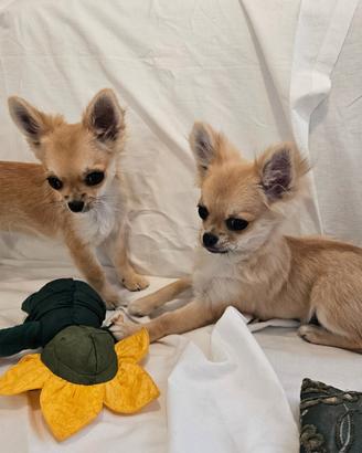 Chihuahua femmina a pelo lungo con pedigree Enci
