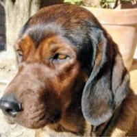 Dachsbracke cinghiale