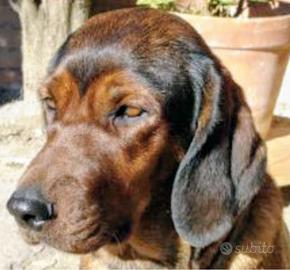 Dachsbracke cinghiale