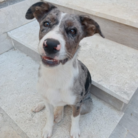 Border collie incrocio