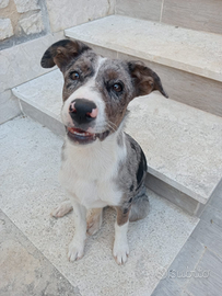 Border collie incrocio