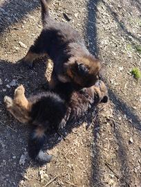 Cuccioli pastore tedesco puri