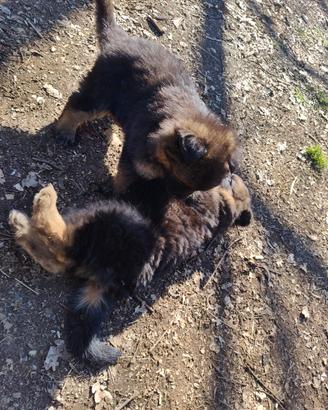 Cuccioli pastore tedesco puri