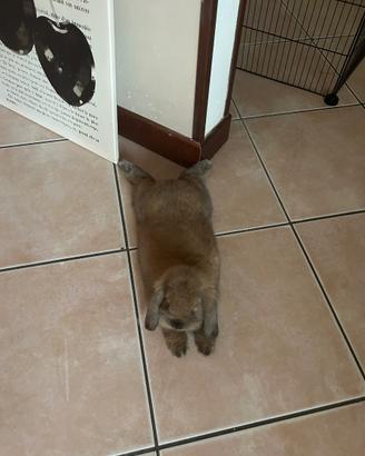 Coniglietto Ariete Nano