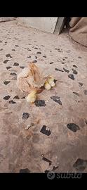 Galline serama