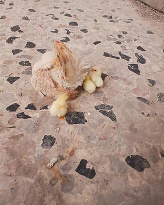 Galline serama